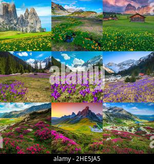 Collage of spring and summer colorful mountain flowers with mountain landscapes. Concept of rhododendron, crocus, globeflower, dandelion flowers in Ca Stock Photo