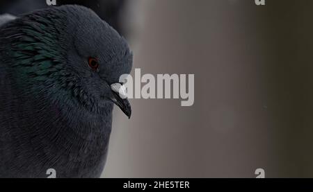 Domestic pigeon is a pigeon subspecies that was derived from the rock dove also called the rock pigeon. Columba livia domestica Stock Photo
