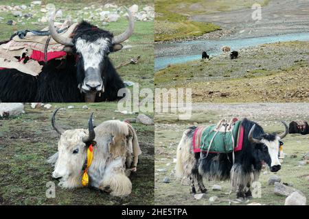 Set yak graze images in the valley near Mount Kailas, Tibet, China. Himalaya traveling concept Stock Photo