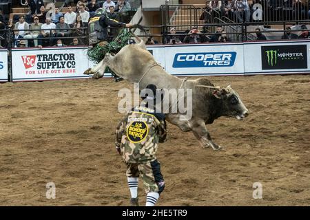 New York, NY - January 8, 2022: Chase Outlaw of Hamburg, Arizona rides a bull during 2nd day of PBR Unleash The Beast at Madison Square Garden Stock Photo