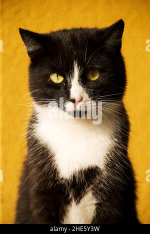 domestic bicolor cat Stock Photo