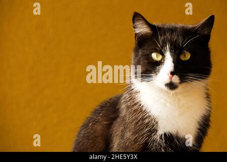 domestic bicolor cat Stock Photo