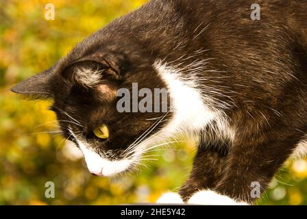 domestic bicolor cat Stock Photo