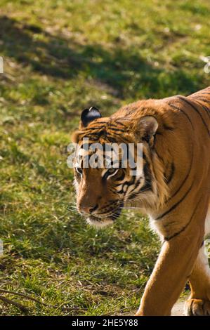 Sumatran tiger Stock Photo