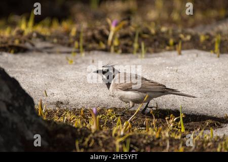 Stunning bird photo. Horned lark (Eremophila alpestris). A high mountain bird feeding on the snow. Stock Photo