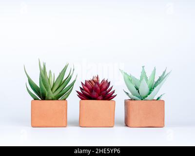Three succulent plants, green and red in terra cotta planters isolated on white background. Three terracotta plant pots, box shape. Stock Photo