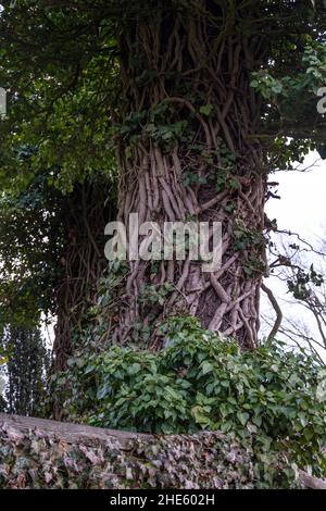 Vertical shot of a twisted  tree with many trunks in the forest Stock Photo