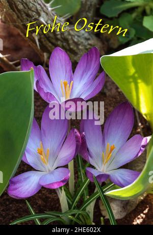 Closeup of Early Crocus flowers on the garden with a German text Frohe Ostern means happy Easter Stock Photo