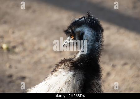 Back view of a cute emu looking away in nature on a sunny day Stock Photo