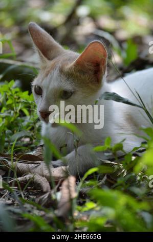 Small cat laying on the grass Stock Photo