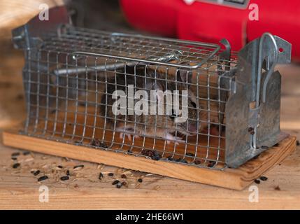 Eichwalde, Germany. 09th Jan, 2022. A house mouse (Mus musculus) sits trapped in a live trap that had been placed on a shelf in a garden shed. Credit: Tim Brakemeier/dpa-Zentralbild/dpa/Ģ����ý Live News Stock Photo