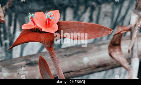 Two orange colored flowers at home Stock Photo