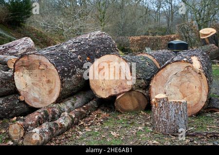 Large sawn timber logs laying on the ground from a tree blown down by a storm in Cumbria, UK Stock Photo