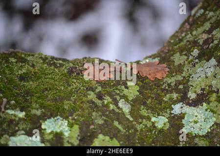 fallen oak leaves on the tree trunk Stock Photo