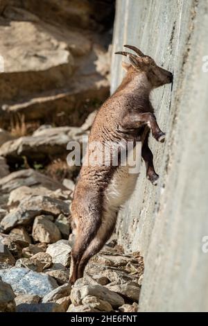 A female of alpine ibex (Capra ibex) is licking mineral salts on a sub-vertical dam wall. Stock Photo