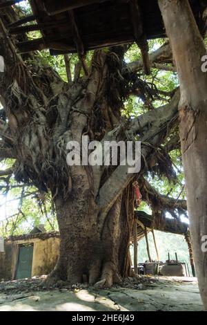 A close up shot of Ficus religiosa tree trunk.It is also known as the bodhi tree, pippala tree, peepul tree, peepal tree or ashwattha tree (in India a Stock Photo