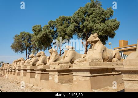 A raw of sphinxes in the Karnak temple complex in Luxor, Egypt. Stock Photo