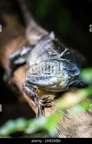Utila spiny-tailed iguana, Ctenosaura bakeri,  on tree branch, shallow depth of field with focus on the eye.  This species is only found on Utila, an Stock Photo
