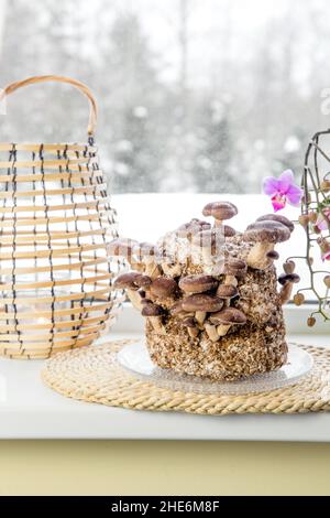 Shiitake mushrooms, Lentinula edodes growing kit in home kitchen on window sill, fungiculture. Fun hobby growing food in home. Stock Photo