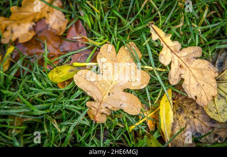 Fallen autumn leaves on the grass with rain droplets on them Stock Photo