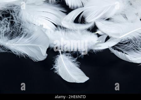 A white feathers isolated on a black background Stock Photo