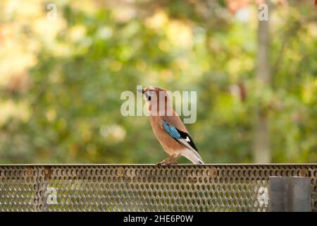 Eurasian jay (Garrulus glandarius) sitting on a fence in Berlin Stock Photo