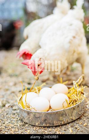 Chickens broilers on the farm. Selective focus.animals Stock Photo