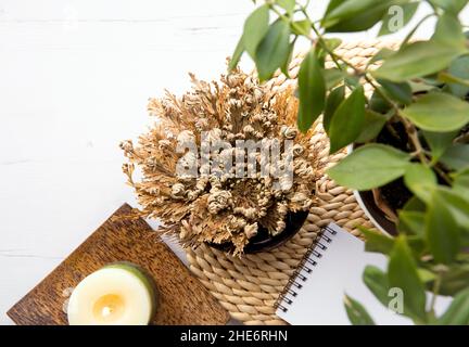 Rose of Jericho, Selaginella lepidophylla also called Resurrection Plant in home inside water bowl. Copy space on white background. Stock Photo