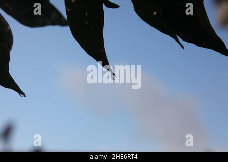 Raindrops. Water drops on pine leaves. Close up Stock Photo