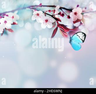 Flowering branches and petals on a blue background and butterfly. Spring concept. Stock Photo