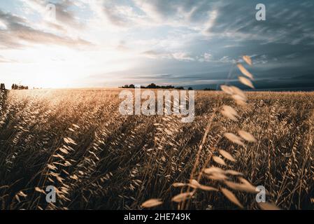 Sunset on the field of dry grass Stock Photo