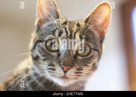 Closeup shallow focus shot of a Bengal cat looking at the camera Stock Photo