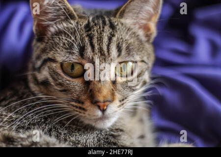 Closeup shot of a Bengal cat sitting on a purple cloth Stock Photo