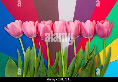 tulip's on geometric color paper background Stock Photo