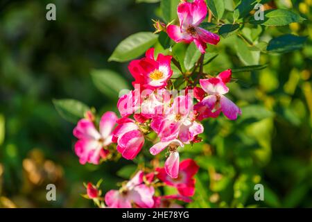 Floral background with pink roses on a shrub with green leaves Stock Photo