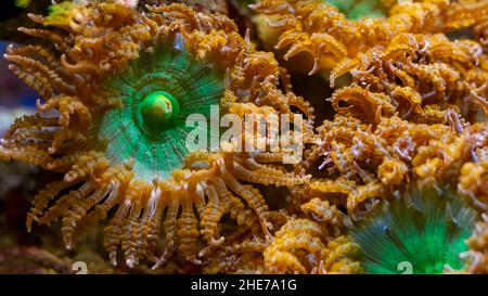 Macro photography of Anemone mushroom seawater close up Stock Photo