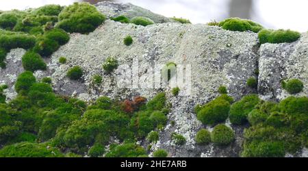 Wide Lens and Close Up Photograph of a Rock with Green Moss and Light Green Lichen Stock Photo