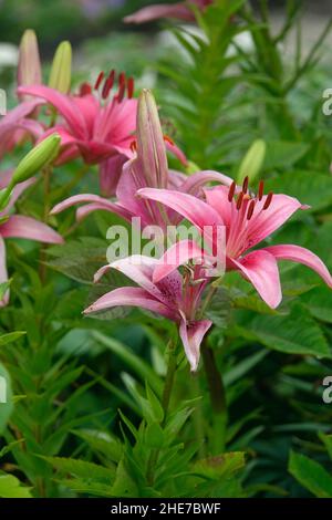 Pink Lilies Flowers, Asiatic Lilies, Hybrid Lily with Dark Pink Spots on the Petals Stock Photo