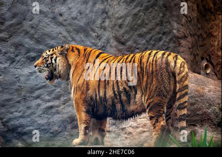 Tiger (Felis tigris), the biggest member of the cat family Stock Photo ...