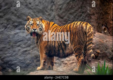 Tiger (felis Tigris), The Biggest Member Of The Cat Family Stock Photo 