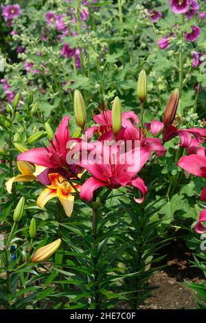 A Cluster of Pink Lilies with Dark Pink, Magenta Trumpet-shaped Petals and New Buds also called Tiny Ghost Lilies in a Garden of  Flowers Stock Photo