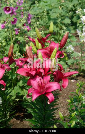 A Cluster of Pink Lilies with Dark Pink, Magenta Trumpet-shaped Petals and New Buds also called Tiny Ghost Lilies in a Garden of  Flowers Stock Photo