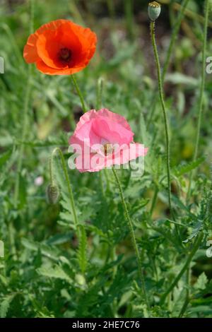 Pink Opium Poppy Plant Fully Open with Orange Common Poppies, Flanders, Field Poppy, Papaver Rhoeas in a Garden Stock Photo