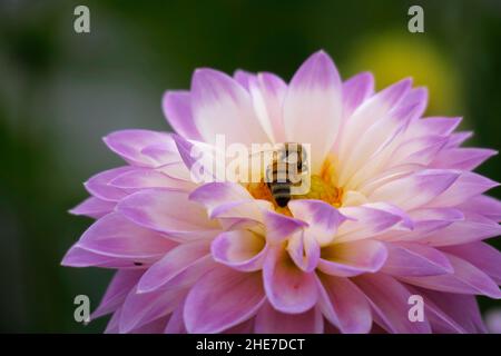 One Up Close Light Purple Pink Waterlily Dahlia Flower Head, Babylon Lilac in Light Pink Honey Bee Pollinating, Selective Focus, Honeybee on Pollen Stock Photo