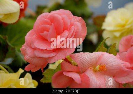 Light Pink and Yellow Begonias, Tuberous Begonia Flowers, Double Fully Bloomed in a Garden Stock Photo