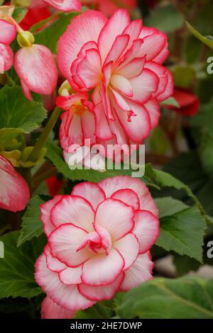 White and Soft Pink Picotee Begonia Tubers, Begonias with Dark Pink Edges Outline, Double Blossoms, Rose-Like Flowers, Ruffled Petals, Tuberhybrida Stock Photo