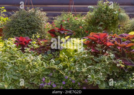 Beautiful green plant wall background Created from Coleus Plant and other plants in boxes and hanging pots. Stock Photo