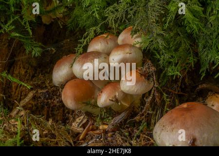 Mushrooms, Brick-Red Hypholoma (Hypholoma lateritium) Stock Photo