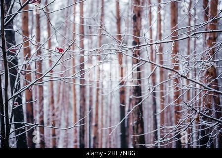 Pine tree trunks covered with snow beautiful winter forest background Stock Photo
