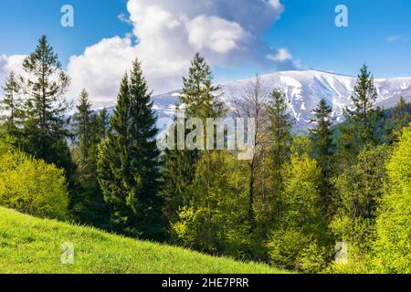 forest on the alpine meadow in spring. beautiful countryside scenery in morning light. clouds on the blue sky above the snow capped summit in the dist Stock Photo